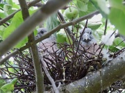 27th Sep 2011 - Young wood pigeons