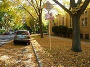 8th Oct 2011 - Fall in the Neighborhood