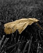 11th Oct 2011 - Fall Upon The Grass