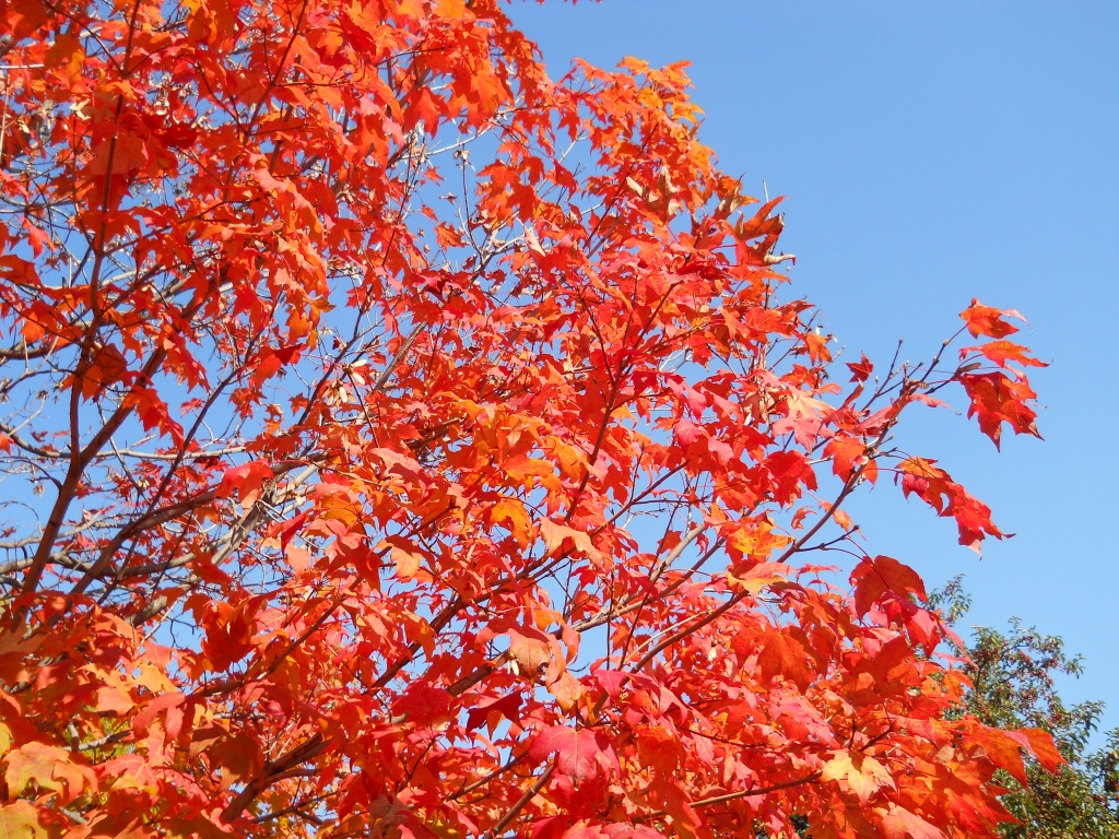 Autumn leaves, blue sky by kchuk