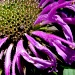 Purple Bee Balm by denisedaly