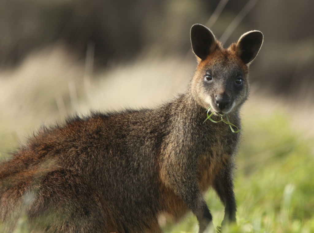 swamp wallaby (also known as black wallaby) by lbmcshutter