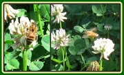 12th Oct 2011 - Busy Bee