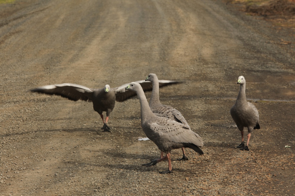 The Cape Barren Goose channeling Sean Penn, others nearby act nonchalant  by lbmcshutter