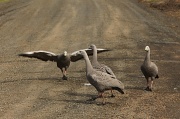 11th Oct 2011 - The Cape Barren Goose channeling Sean Penn, others nearby act nonchalant 