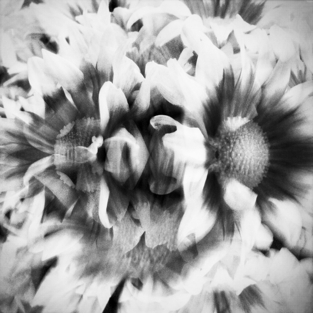 Imploding Daisies by bradsworld