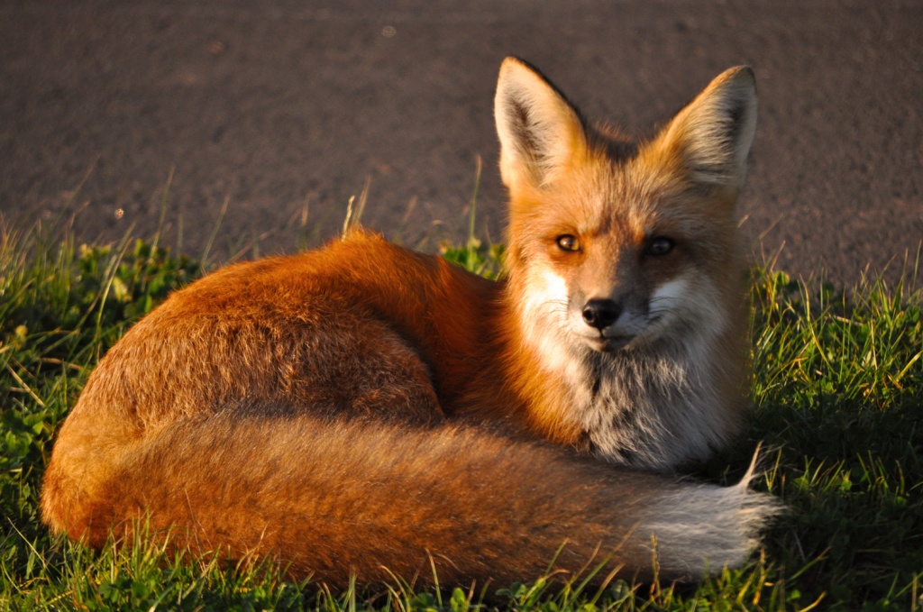 Foxy by Weezilou