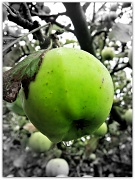 11th Oct 2011 - Anyone for apple pie ?