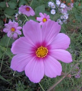 11th Oct 2011 - Cosmos