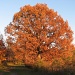 autumn sugar maple by mjmaven