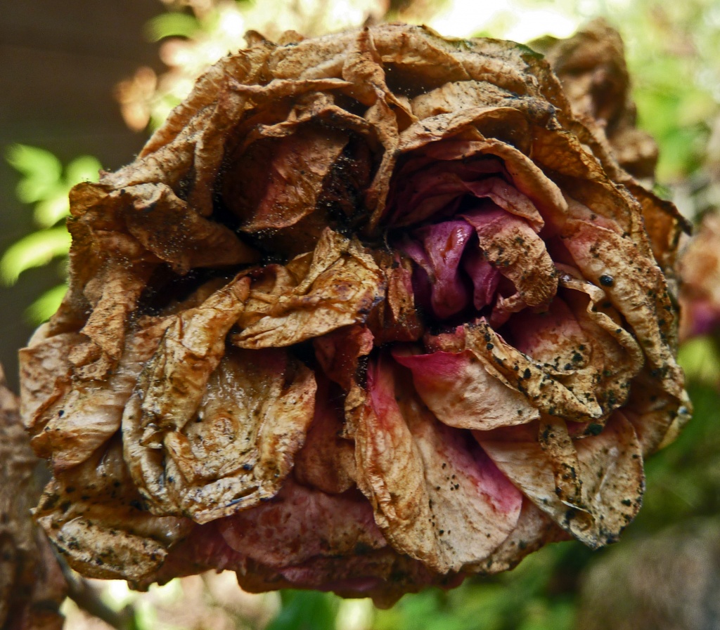 Withered Rose by phil_howcroft