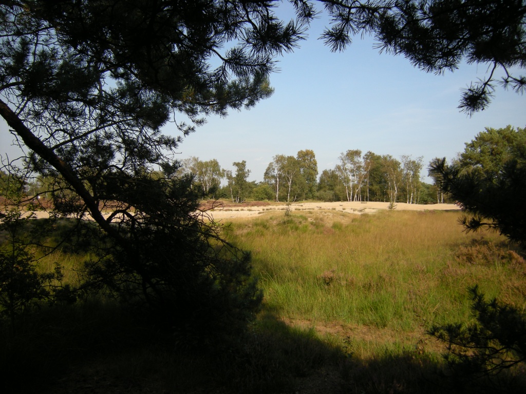 Sand plain and birch trees by pyrrhula