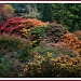 Autumn in the Arboretum by judithdeacon