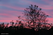 11th Oct 2011 - Cotton Candy Sunrise