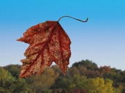 11th Oct 2011 - Falling Leaf