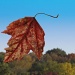 Falling Leaf by dakotakid35