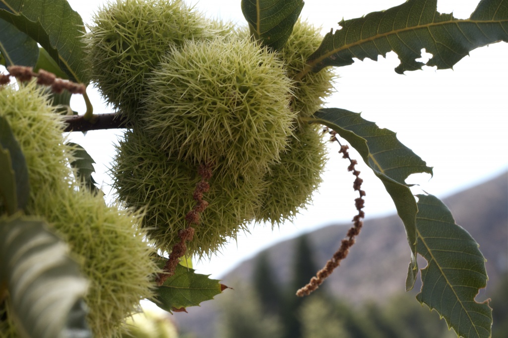 Chestnut Burrs by robv