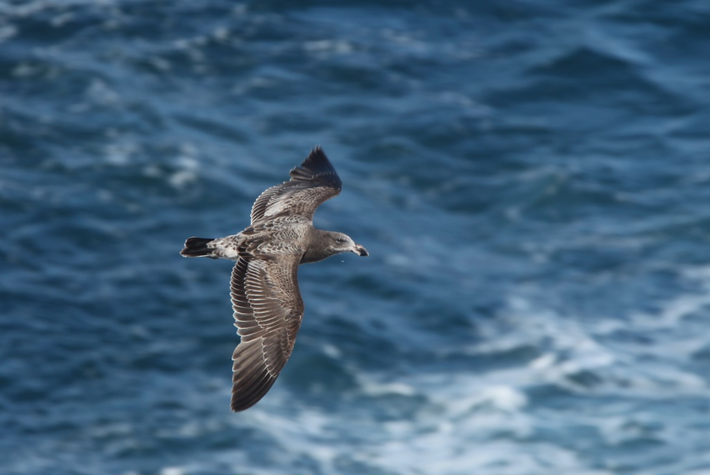 yesterdays birds sought to avoid the paparazzi (me) unlike today's subject this juvenile Pacific Gull by lbmcshutter