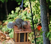 1st Oct 2011 - They always figure a way to get into the feeder!