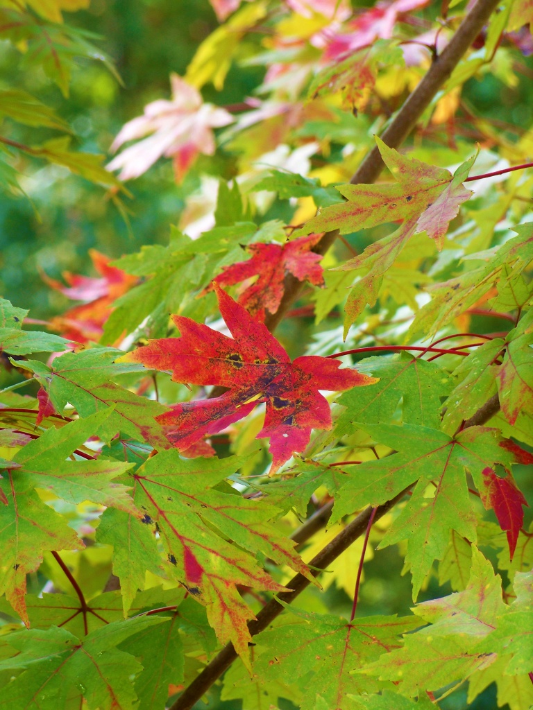 Maple dressing for autumn by marlboromaam