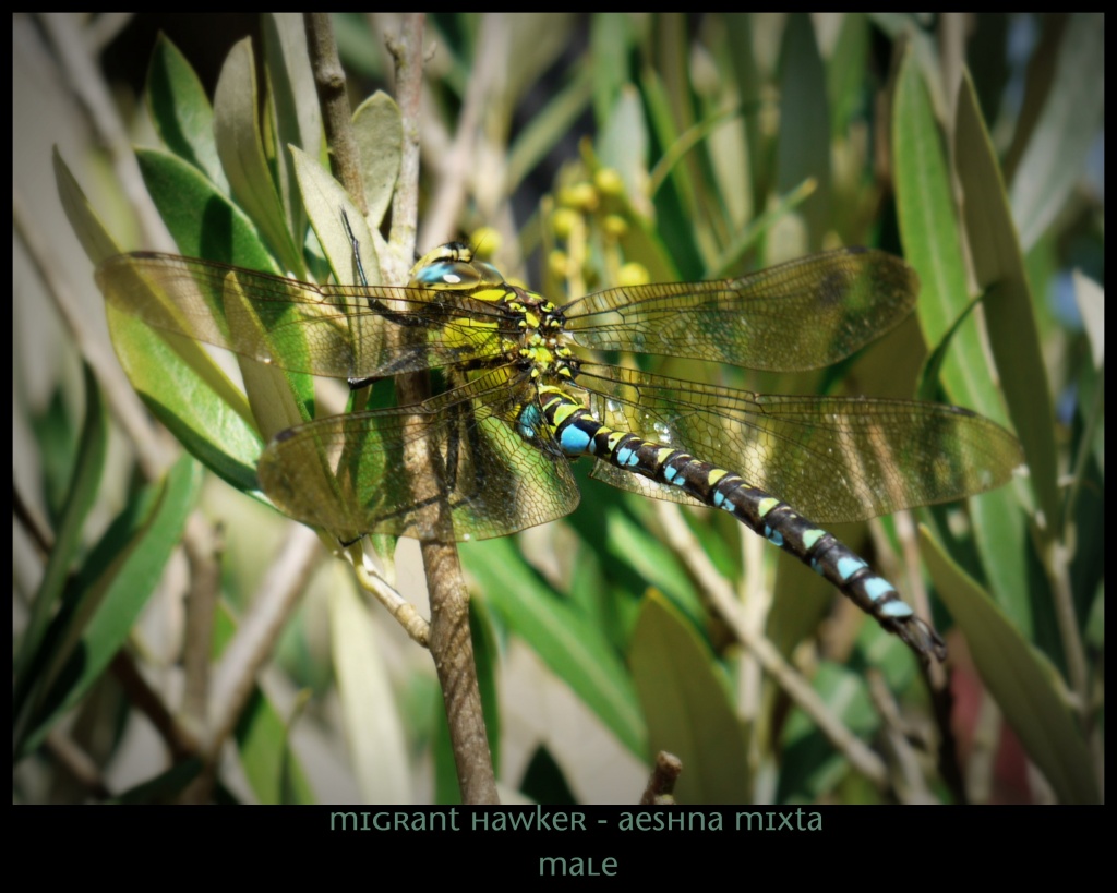 Migrant Hawker by judithg