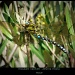 Migrant Hawker by judithg