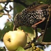 Common Starling very greedy IMG_6894 by annelis