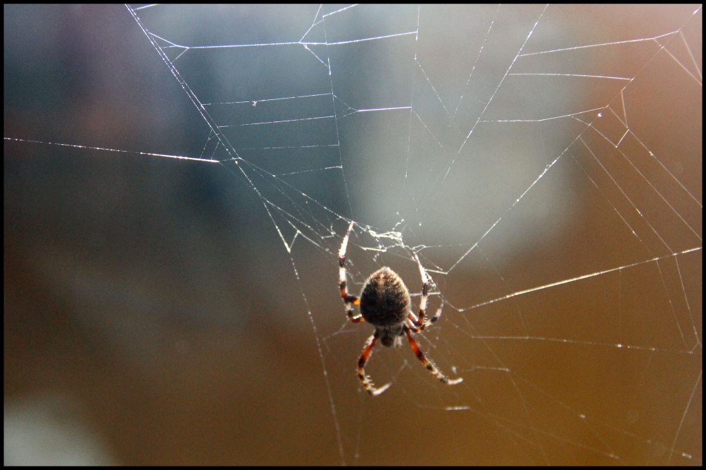 Spider by hjbenson