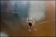 10th Oct 2011 - Spider