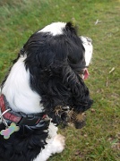 12th Oct 2011 - Seed dispersal by dog
