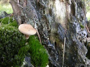 12th Oct 2011 - An old tree with a  toadstool