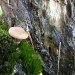 An old tree with a  toadstool by pyrrhula
