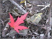 12th Oct 2011 - Maple Leaf