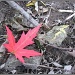 Maple Leaf by olivetreeann