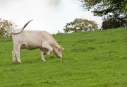 13th Oct 2011 - Cow - Leg Raised