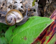 12th Oct 2011 - Souped-up snail