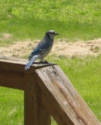 7th May 2011 - Day 105 Blue Jay