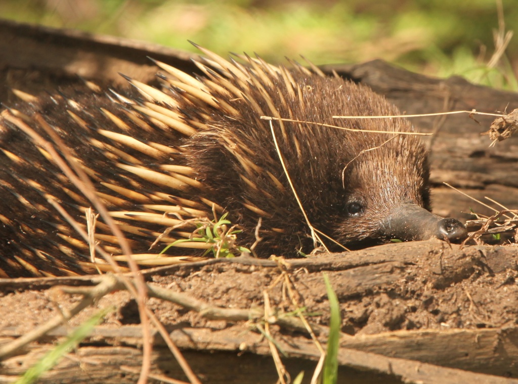 echidna - checking if the coast is clear by lbmcshutter