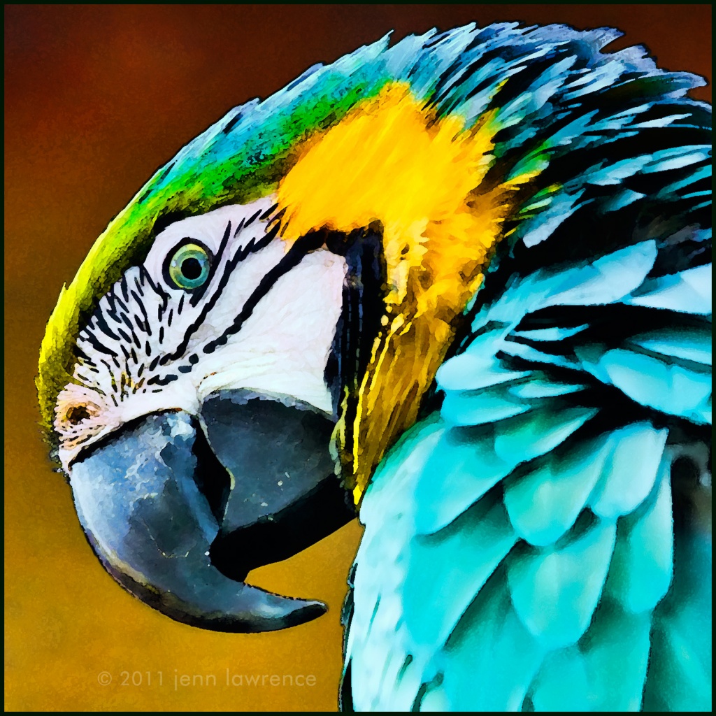 Formerly known as the Real Macaw by aikiuser