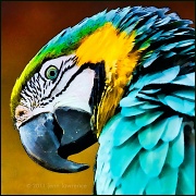 12th Oct 2011 - Formerly known as the Real Macaw