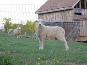 11th May 2011 - Day 109 Lamb Posing