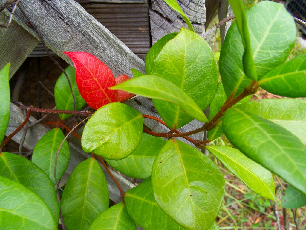 One pretty red leaf by marlboromaam