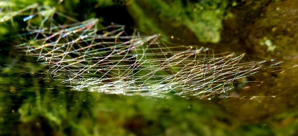 Sugar web by dulciknit