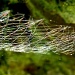 Sugar web by dulciknit