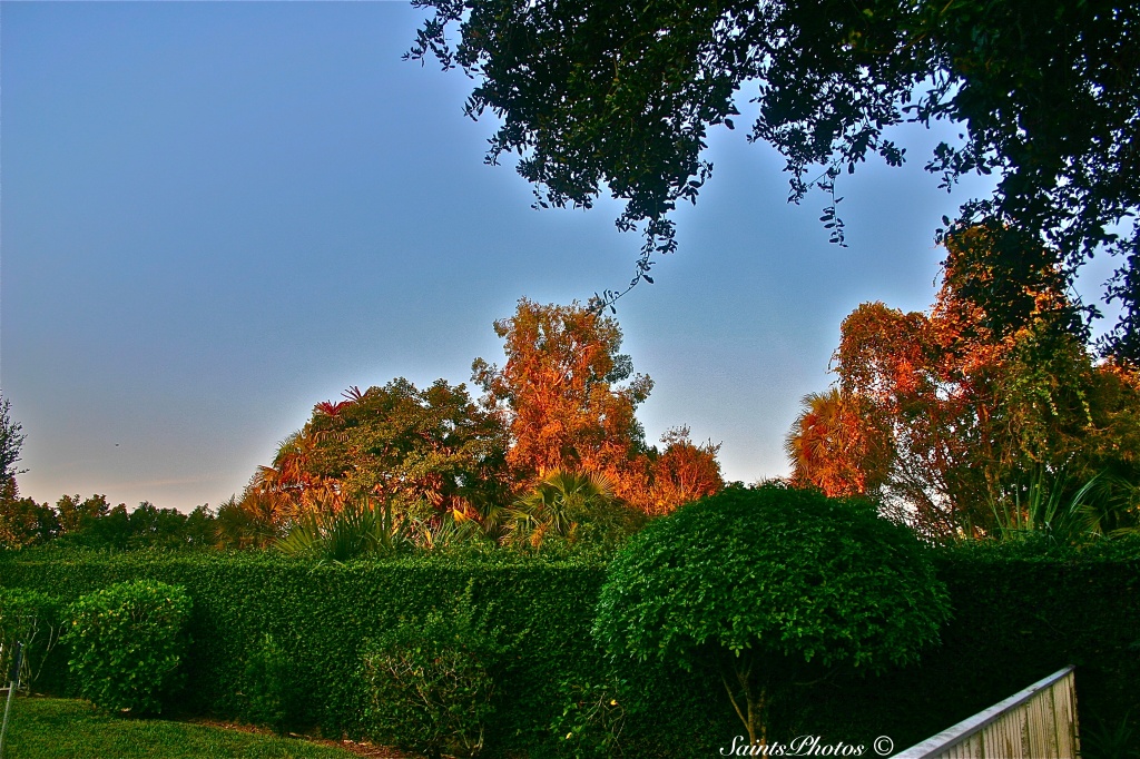 Fall Foliage by stcyr1up