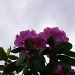 Day 111 Rhododendron Flowers by spiritualstatic