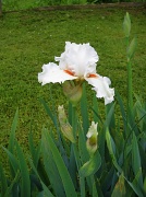 18th May 2011 - Day 116 White and Orange Iris