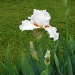 Day 116 White and Orange Iris by spiritualstatic
