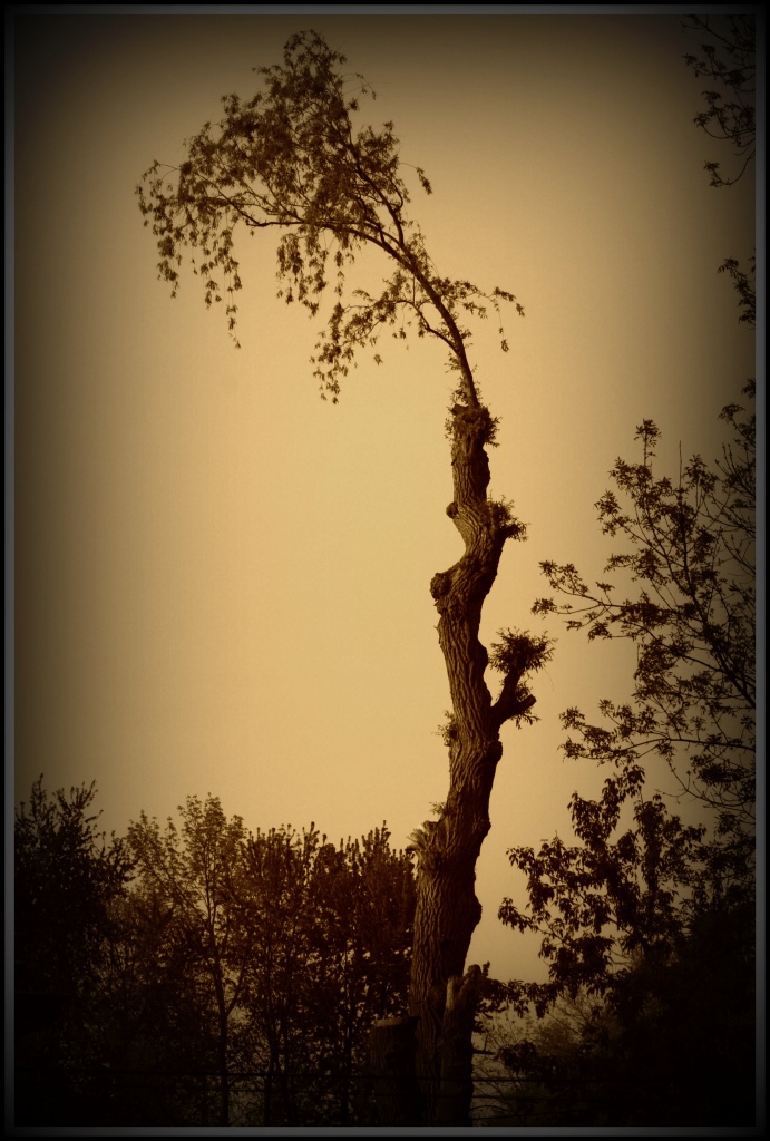 OOD LOOKING TREE by bruni
