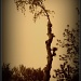 OOD LOOKING TREE by bruni